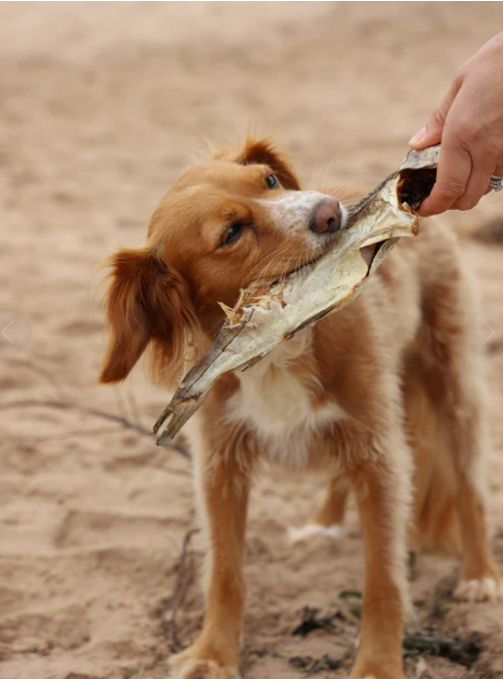 Whole air dried Haddock