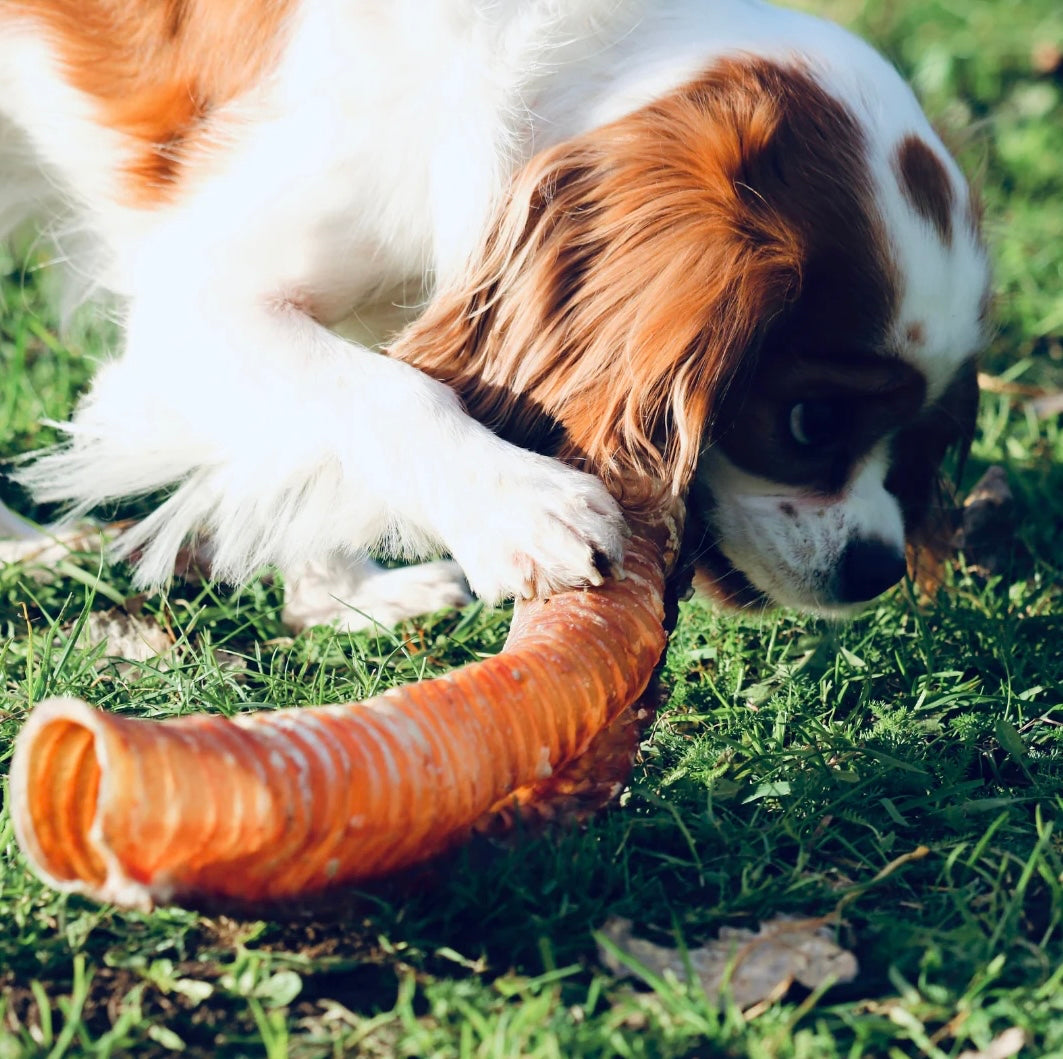 Jumbo Beef Trachea