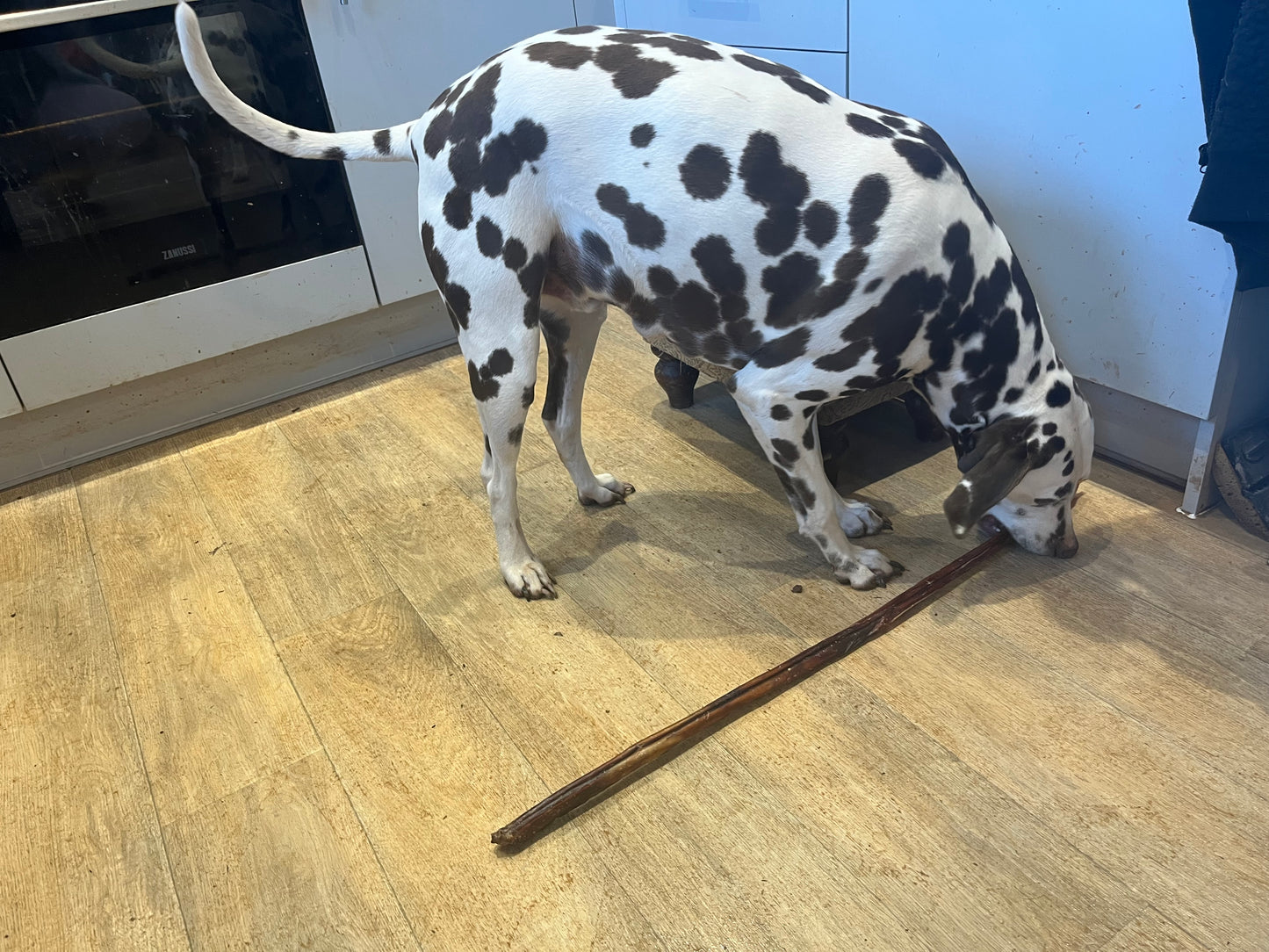 Giant Bull’s Pizzle