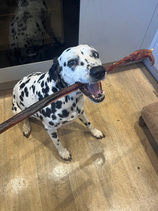 Giant Bull’s Pizzle