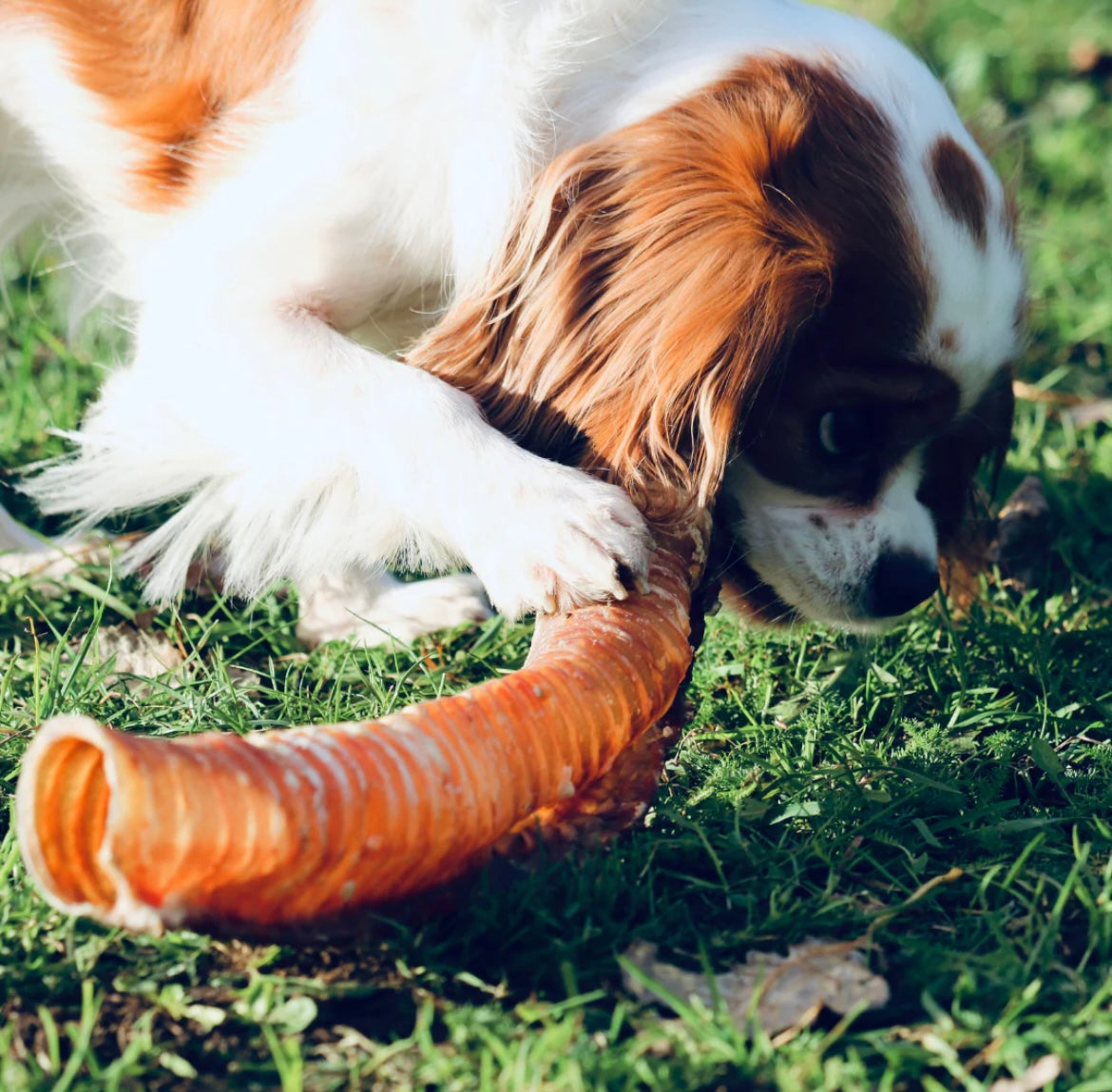 Jumbo Beef Trachea