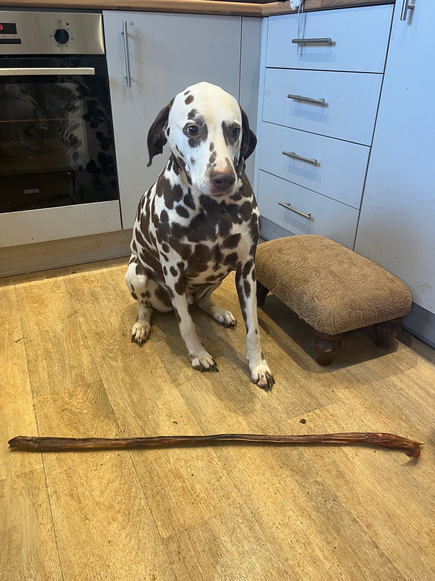 Giant Bull’s Pizzle