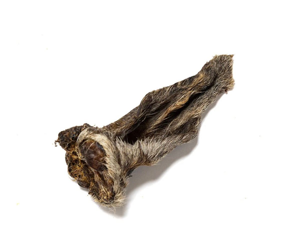 Hairy Lamb ears