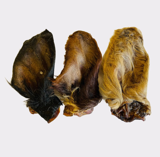 Large Hairy Cow Ears