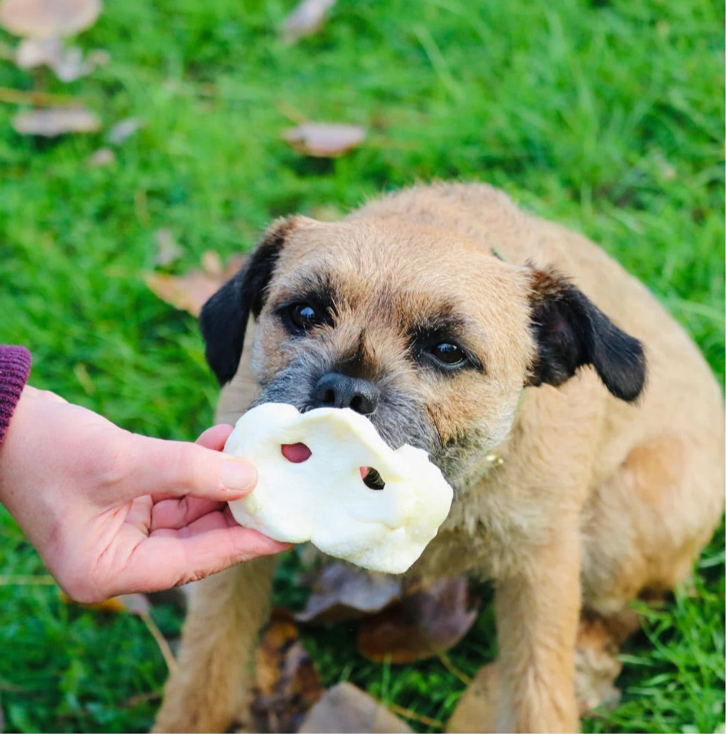 Puffed pig snouts